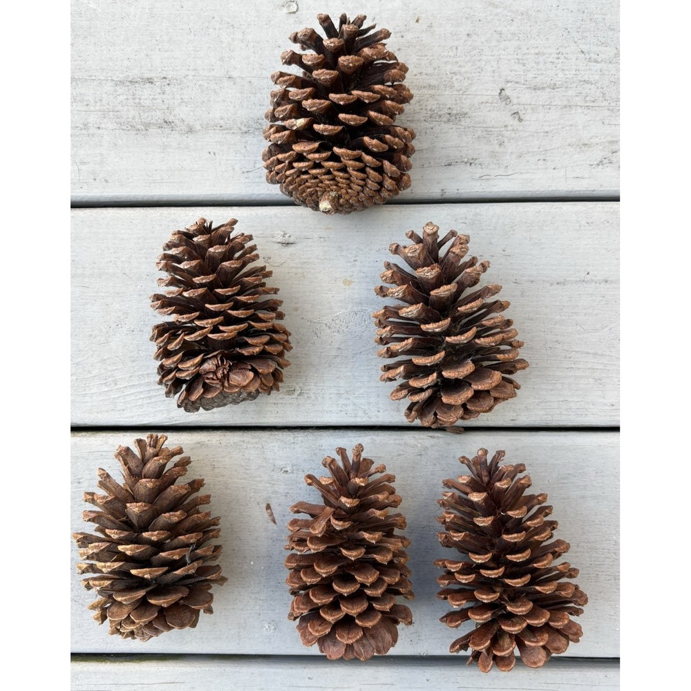 6 large sturdy natural pine cones Christmas holiday decor 5" tall